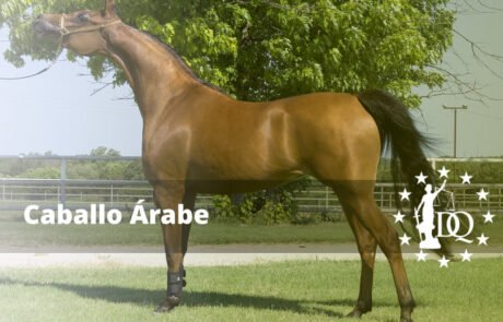 Caballo Árabe