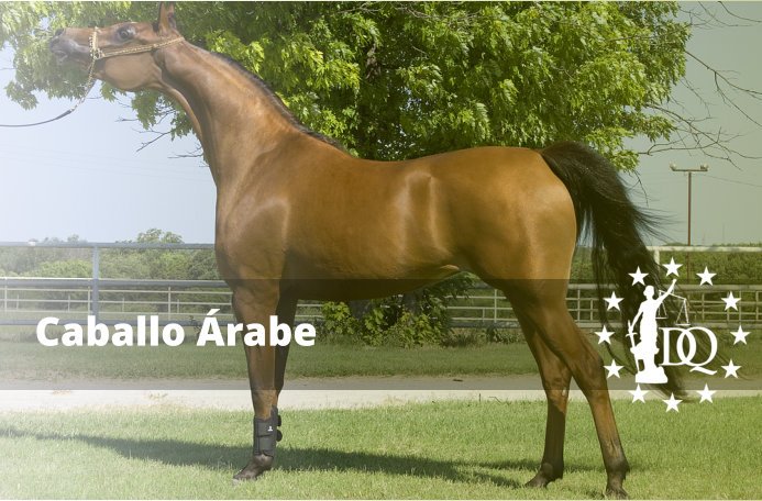 Caballo Árabe