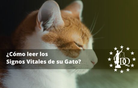 Cómo leer los Signos Vitales de su Gato