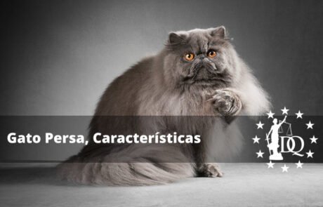 Gato Persa Características de la Raza