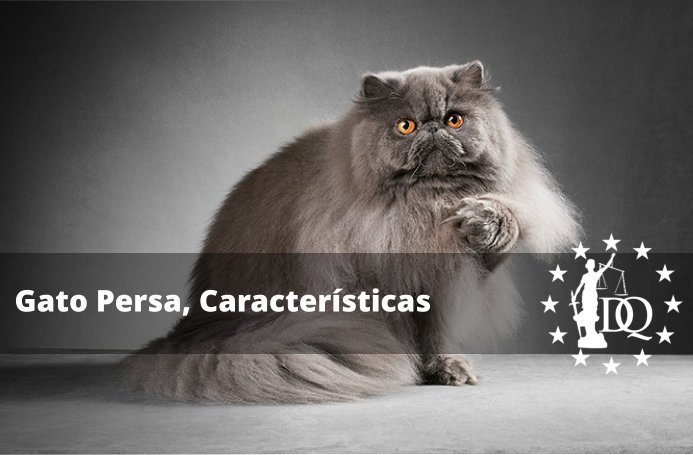 Gato Persa Características de la Raza