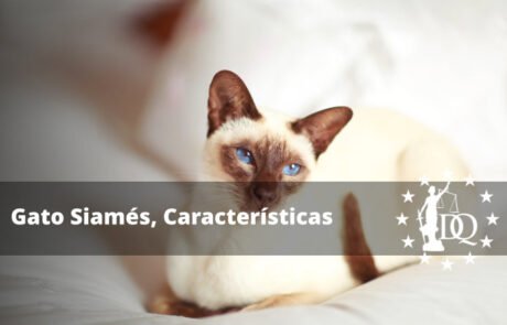 Gato Siamés, Características de la Raza