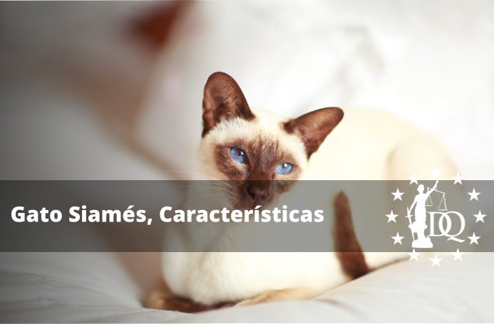 Gato Siamés, Características de la Raza