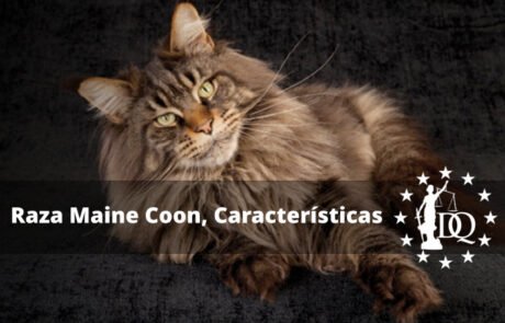 Raza Maine Coon características, precio, peso y tamaño