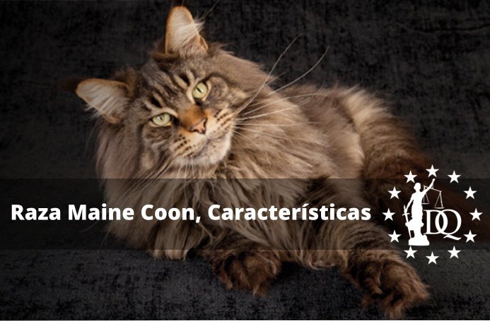 Raza Maine Coon características, precio, peso y tamaño