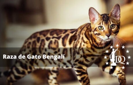 Raza de Gato Bengalí Características, Precio, Tamaño y Peso