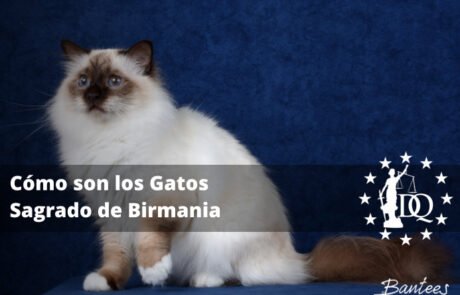 Cómo son los Gatos Sagrado de Birmania