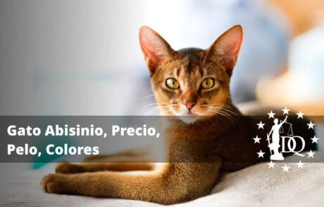 Gato Abisinio, Precio, Pelo, Colores