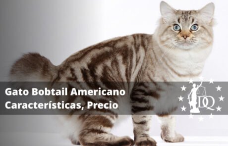 Gato Bobtail Americano Características, Precio