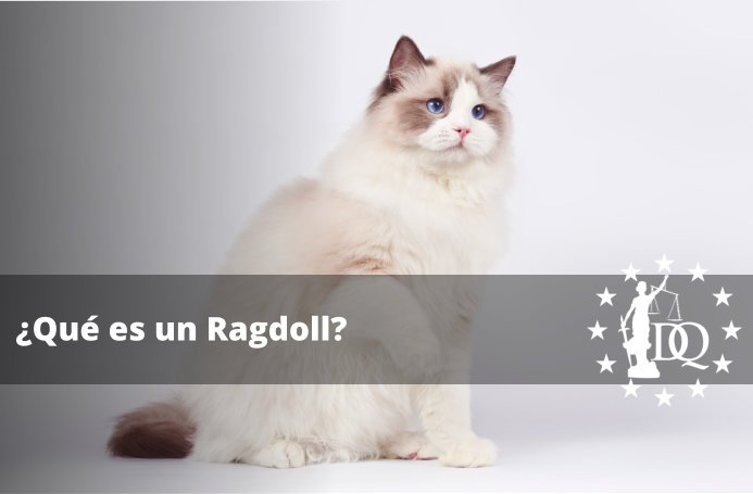 Qué es un Ragdoll