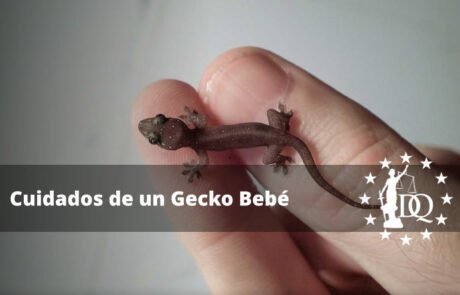 Cómo Cuidar a un Gecko Bebé