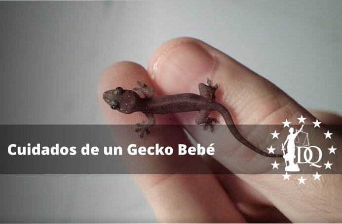 Cómo Cuidar a un Gecko Bebé