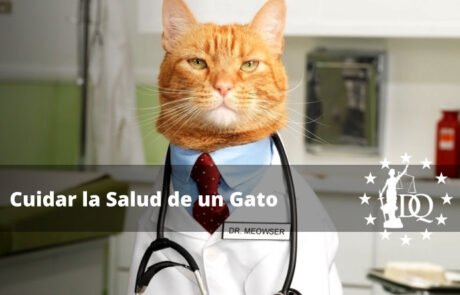 Cómo Cuidar la Salud de un Gato