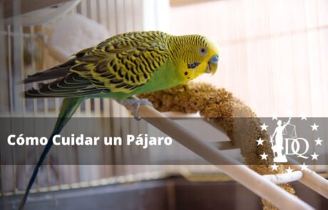 Cómo Cuidar un Pájaro