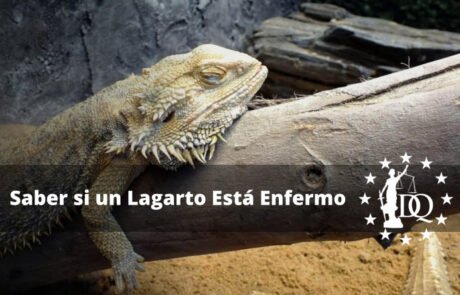 ¿Cómo Saber si Mi Lagarto Está Enfermo?