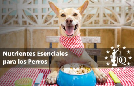 ¿Cuáles Son los Nutrientes Necesarios para un Perro?