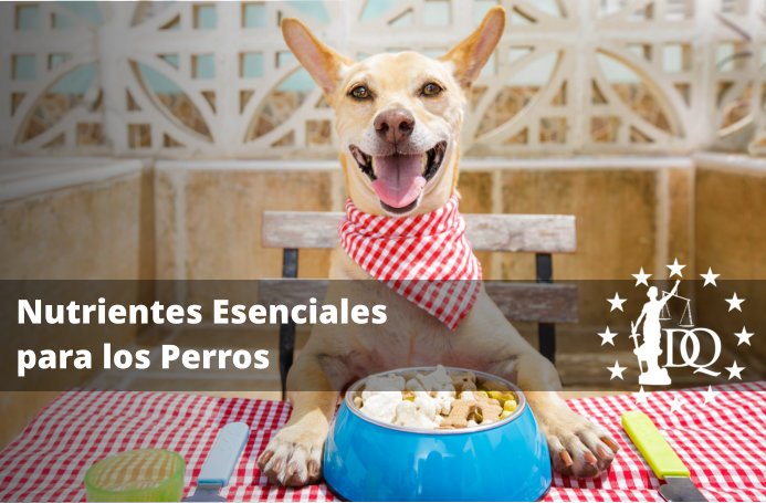 ¿Cuáles Son los Nutrientes Necesarios para un Perro?