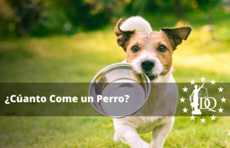 ¿Cuánta Comida se le da a un Perro?