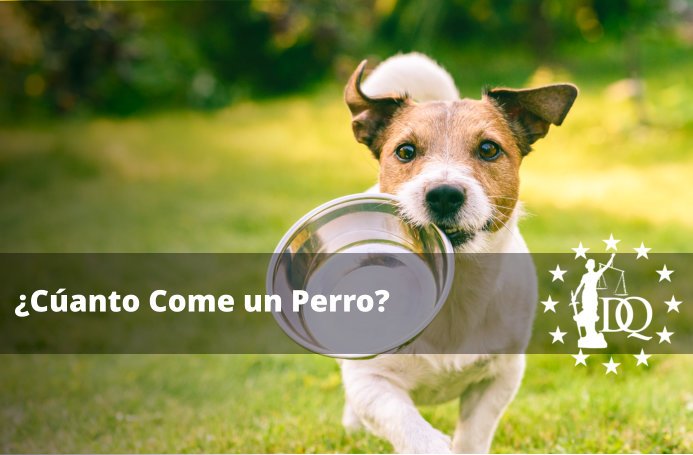 ¿Cuánta Comida se le da a un Perro?