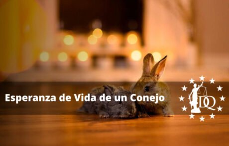 ¿Cuánto Tiempo Vive un Conejo en Casa?