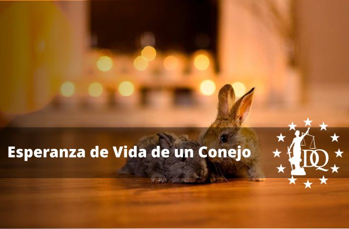 ¿Cuánto Tiempo Vive un Conejo en Casa?