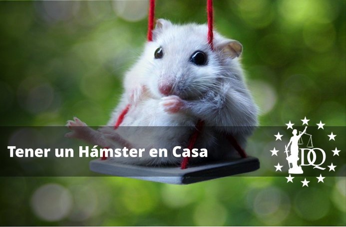 Lo Necesario para Tener un Hámster en Casa