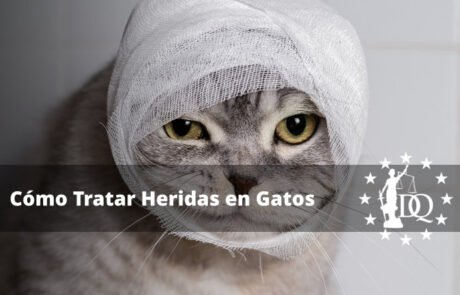 Qué Hacer si Mi Gato Tiene una Herida