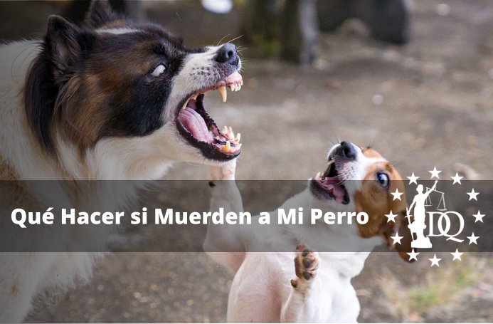 Qué Hacer si Otro Perro Muerde a Mi Perro