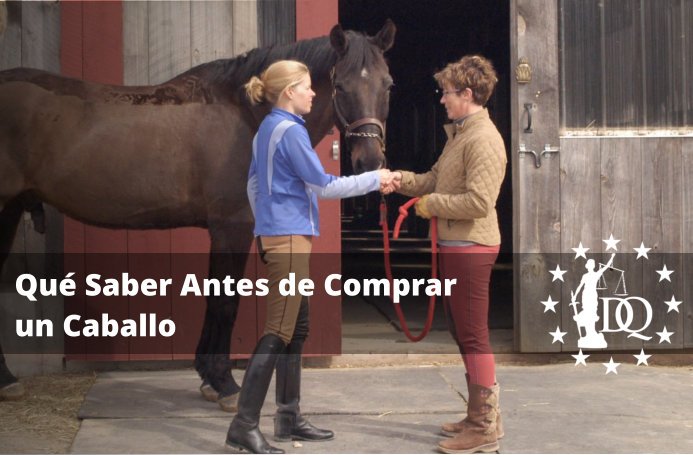 Qué Hay que Tener en Cuenta para Comprar un Caballo