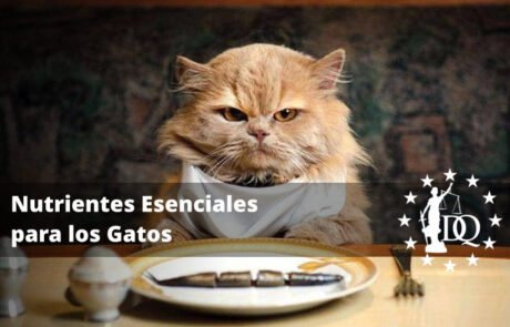 ¿Qué Nutrientes Necesita un Gato?