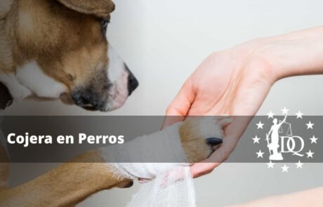 ¿Qué Puedo Hacer si Mi Perro Cojea?