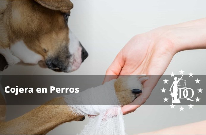 ¿Qué Puedo Hacer si Mi Perro Cojea?