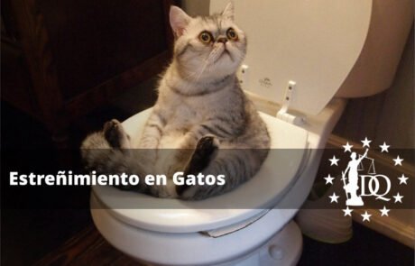 ¿Qué se le Puede Dar a un Gato Estreñido?