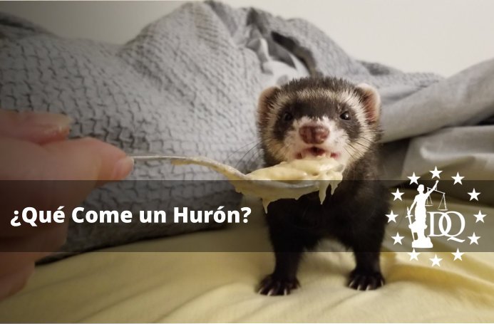 ¿Qué se le Puede Dar de Comer a un Hurón?