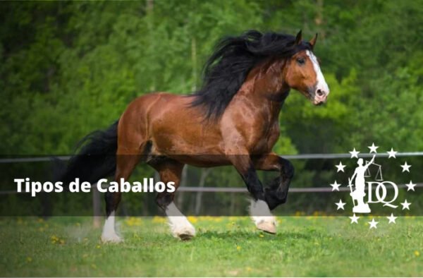 Tipos de Caballos