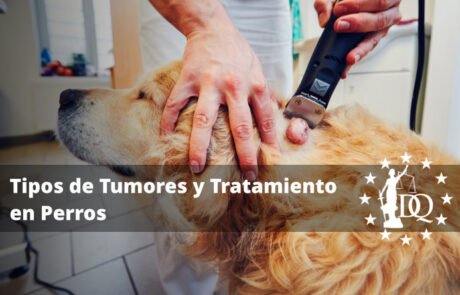 Tipos de Tumores en los Perros y Cómo Tratarlos