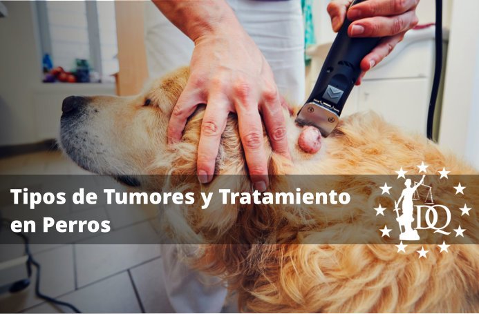 Tipos de Tumores en los Perros y Cómo Tratarlos