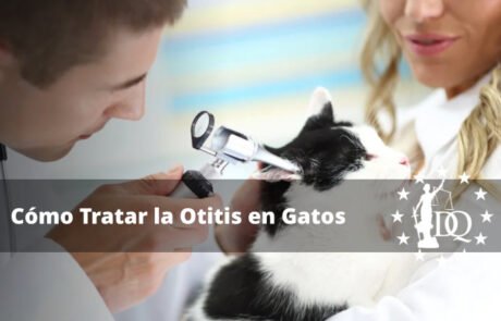 Tratamiento para Otitis de Gato