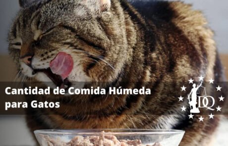 Cantidad de Comida Húmeda Diaria para Gatos