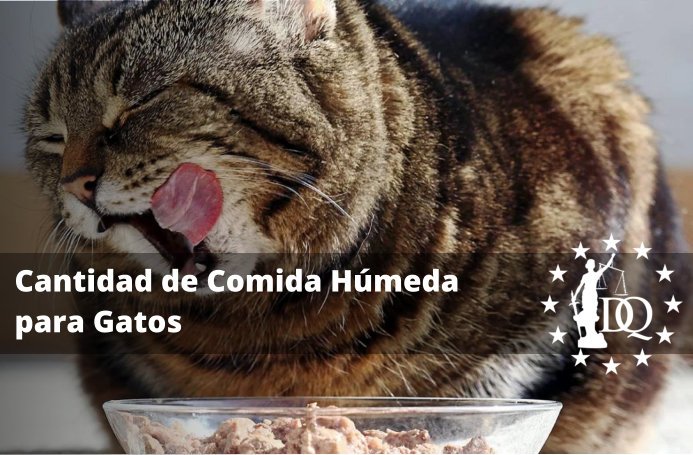 Cantidad de Comida Húmeda Diaria para Gatos