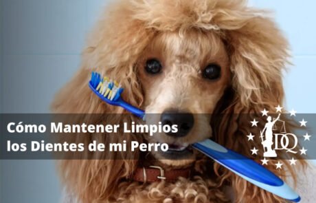 Cómo Mantener Limpios los Dientes de mi Perro