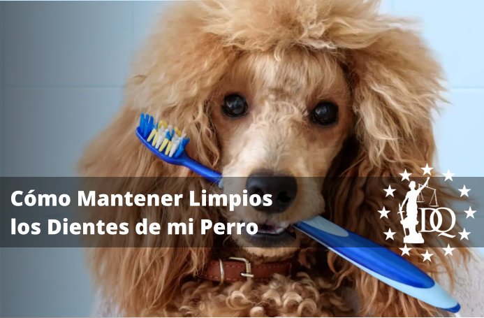 Cómo Mantener Limpios los Dientes de mi Perro