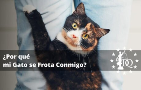 Por qué mi Gato se Frota Conmigo