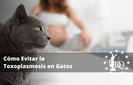 Cómo Evitar la Toxoplasmosis en Gatos. Qué es, Síntomas y Tratamiento