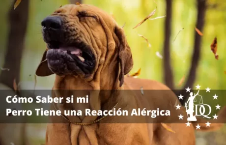 Cómo Saber si mi Perro Tiene una Reacción Alérgica