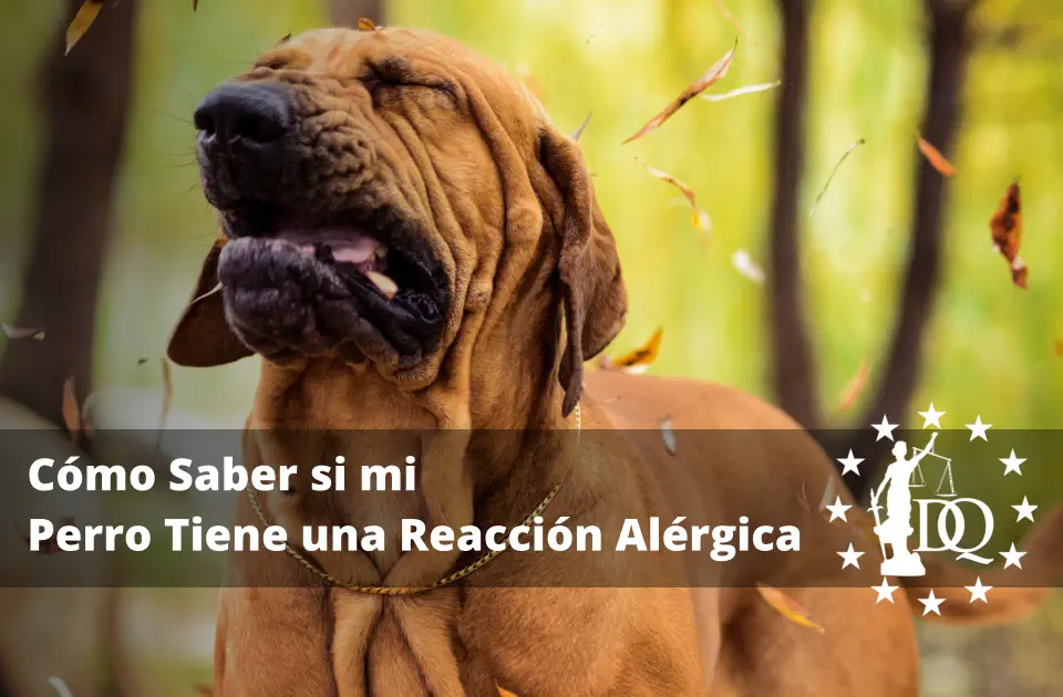 Cómo Saber si mi Perro Tiene una Reacción Alérgica