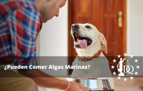 Los Perros pueden Comer Algas Marinas