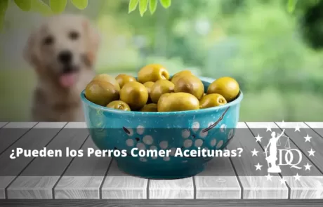 Pueden los Perros Comer Aceitunas