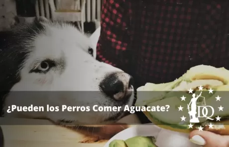 Pueden los Perros Comer Aguacate