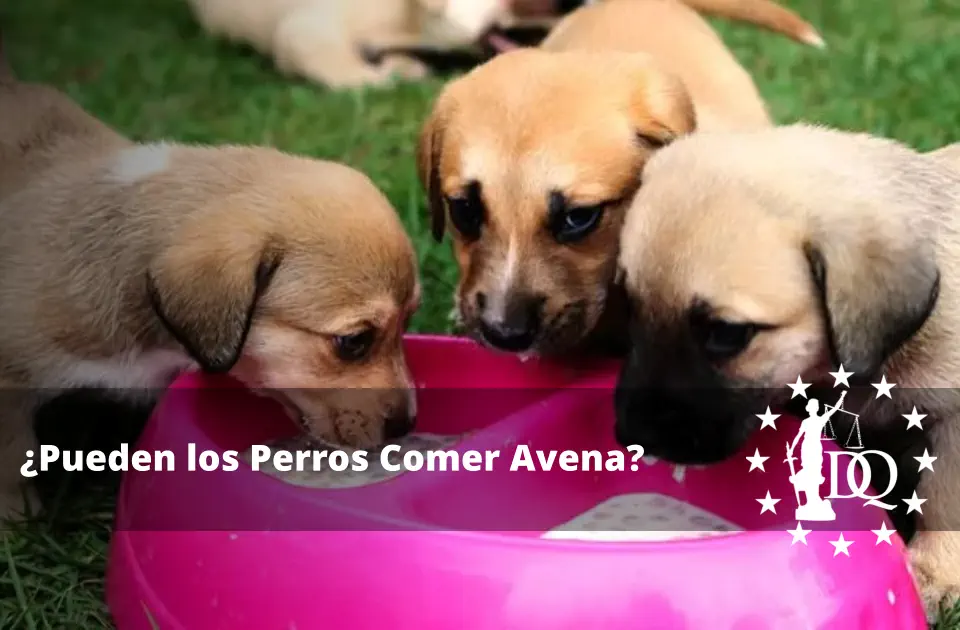 Pueden los Perros Comer Avena